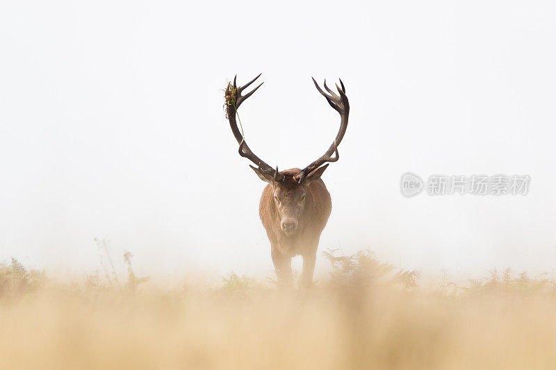 红鹿(Cervus elaphus)